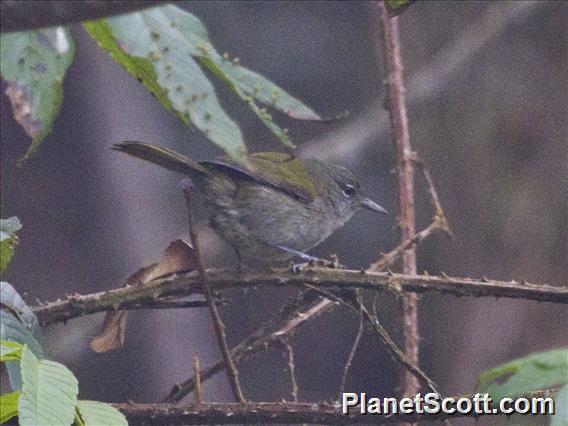 Green-tailed Warbler (Microligea palustris)