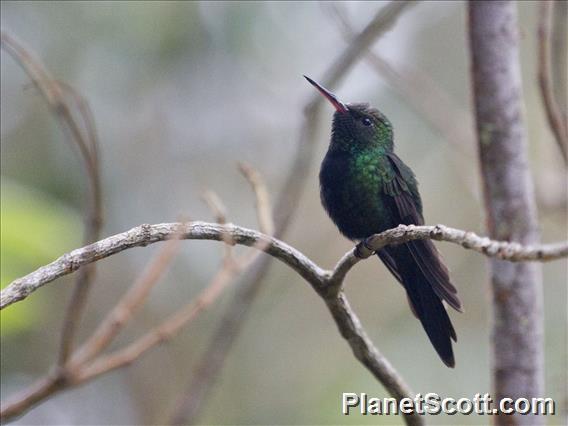 Hispaniolan Emerald (Riccordia swainsonii)