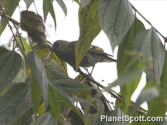 Hispaniolan Crossbill (Loxia megaplaga)