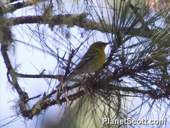 Pine Warbler (Setophaga pinus)