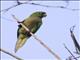 Olive-throated Parakeet (Eupsittula nana)