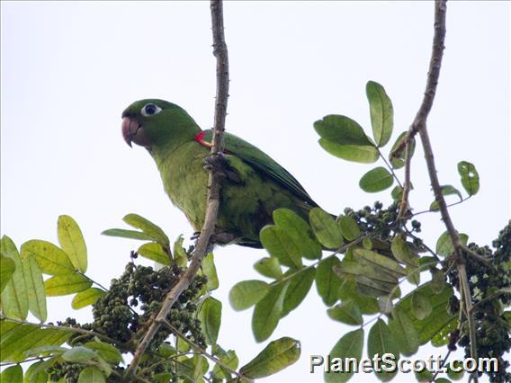 Hispaniolan Parakeet (Psittacara chloropterus)