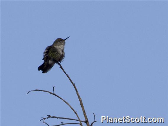 Vervain Hummingbird (Mellisuga minima)