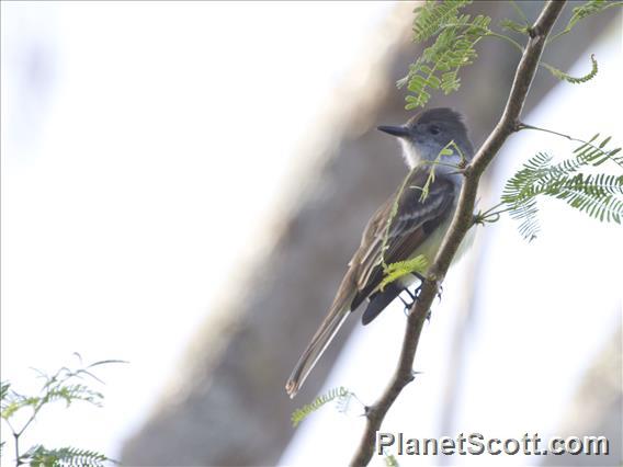 Stolid Flycatcher (Myiarchus stolidus)