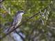 Gray Kingbird (Tyrannus dominicensis)