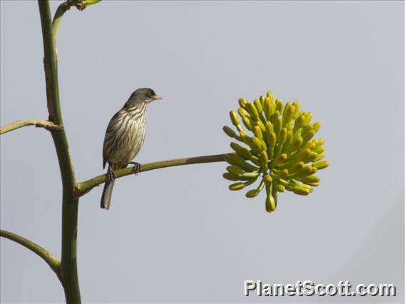 Palmchat (Dulus dominicus)