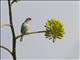 Palmchat (Dulus dominicus)