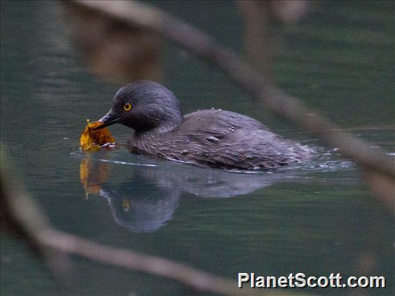 Least Grebe (Tachybaptus dominicus)