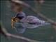 Least Grebe (Tachybaptus dominicus)