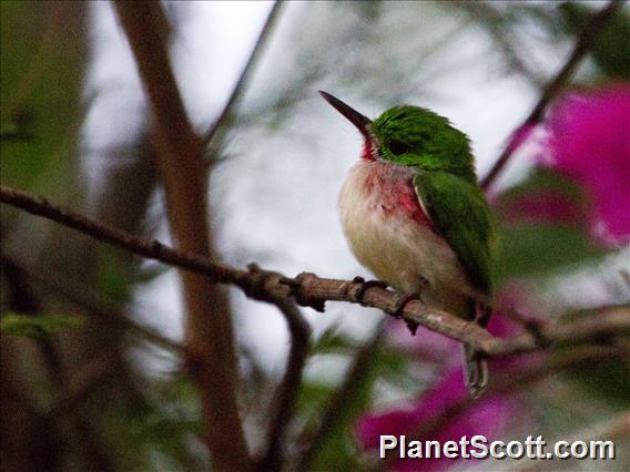 Broad-billed Tody (Todus subulatus)