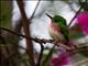 Broad-billed Tody (Todus subulatus)