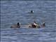 American Coot (Carribbean Coot)