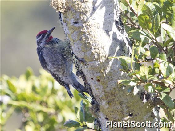 Red-naped Sapsucker (Sphyrapicus nuchalis)