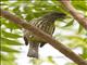 Palmchat (Dulus dominicus)