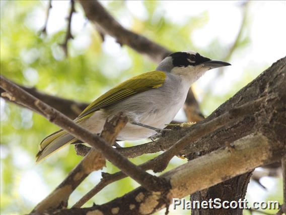 Black-crowned Palm-Tanager (Phaenicophilus palmarum)