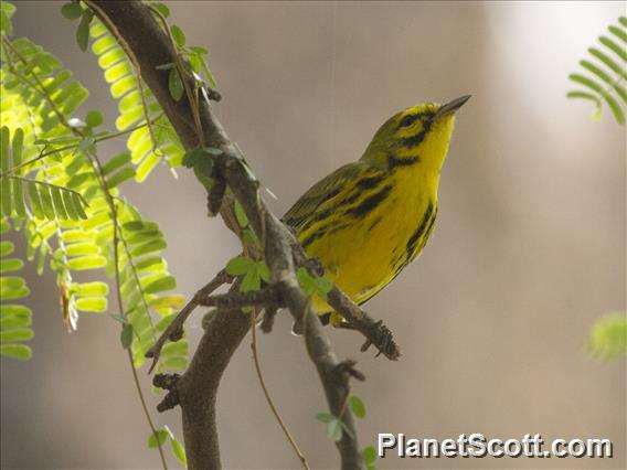 Prairie Warbler (Setophaga discolor)