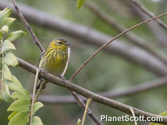 Cape May Warbler (Setophaga tigrina)