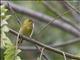 Cape May Warbler (Setophaga tigrina)