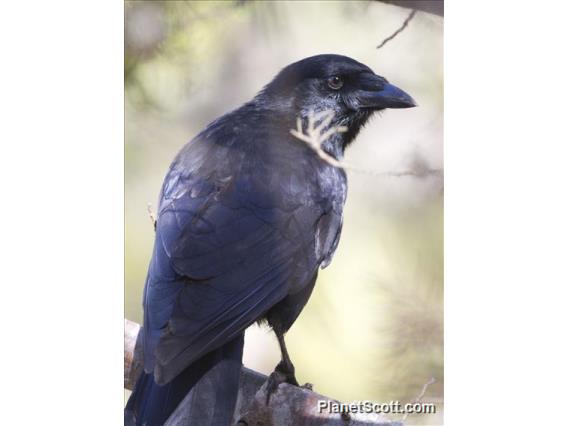 Hispaniolan Palm-Crow (Corvus palmarum)