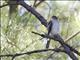 Sharp-shinned Hawk (Accipiter striatus)