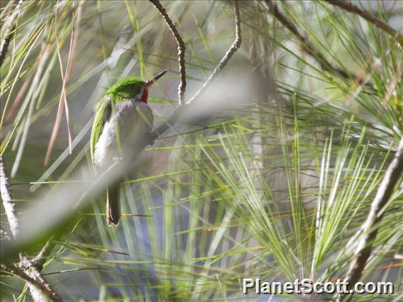 Narrow-billed Tody (Todus angustirostris)