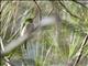 Narrow-billed Tody (Todus angustirostris)