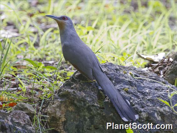 Hispaniolan Lizard-Cuckoo (Coccyzus longirostris)