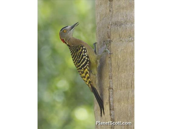 Hispaniolan Woodpecker (Melanerpes striatus)