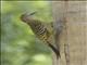 Hispaniolan Woodpecker (Melanerpes striatus)