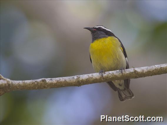 Bananaquit (Coereba flaveola)