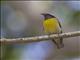 Bananaquit (Coereba flaveola)