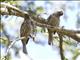 Palmchat (Dulus dominicus)