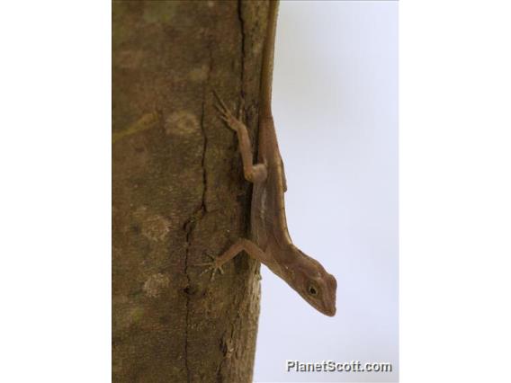 Hispaniolan Stout Anole (Anolis cybotes)