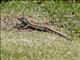 Hispaniolan Giant Ameiva (Pholidoscelis chrysolaemus)