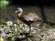 West Indian Whistling-Duck (Dendrocygna arborea)