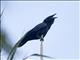 White-necked Crow (Corvus leucognaphalus)