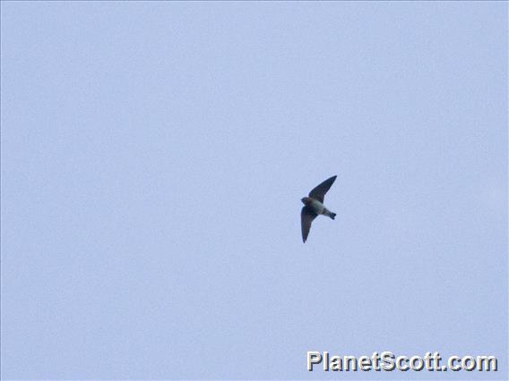 Cave Swallow (Petrochelidon fulva)