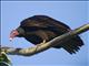 Turkey Vulture (Cathartes aura)