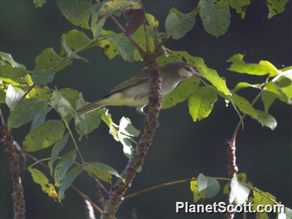 Black-whiskered Vireo (Vireo altiloquus)