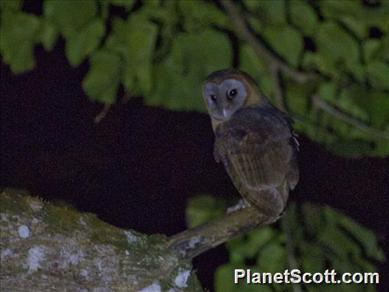 Ashy-faced Owl (Tyto glaucops)