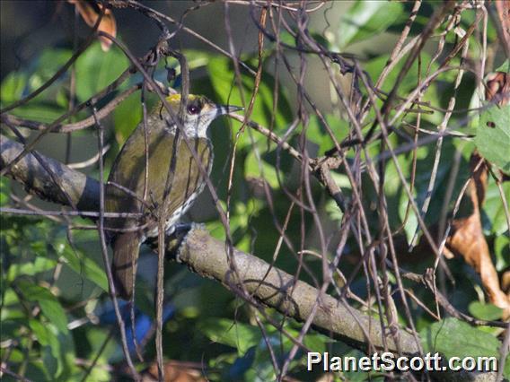 Antillean Piculet (Nesoctites micromegas)