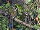 Antillean Piculet (Nesoctites micromegas)