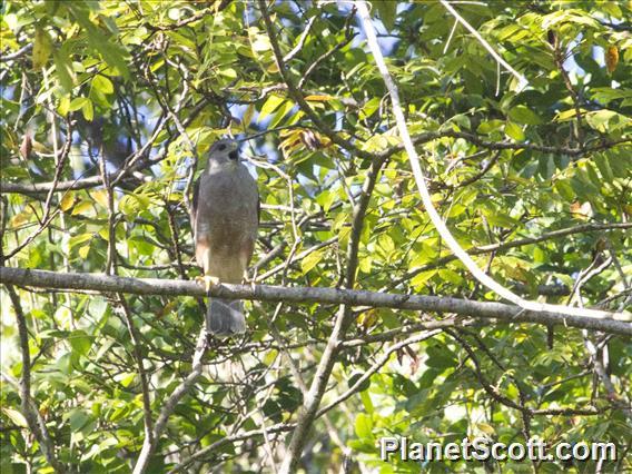 Ridgway's Hawk (Buteo ridgwayi)