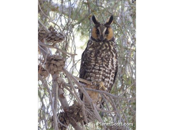 Long-eared Owl (Asio otus)