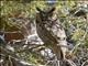 Long-eared Owl (Asio otus)