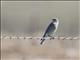 Mountain Bluebird (Sialia currucoides)