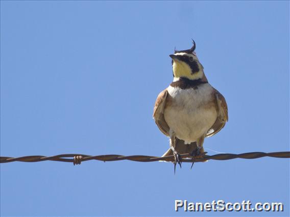 Horned Lark (Eremophila alpestris)