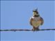 Horned Lark (Eremophila alpestris) - Male