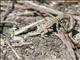 Common Side-blotched Lizard (Uta stansburiana)