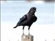 American Crow (Corvus brachyrhynchos)